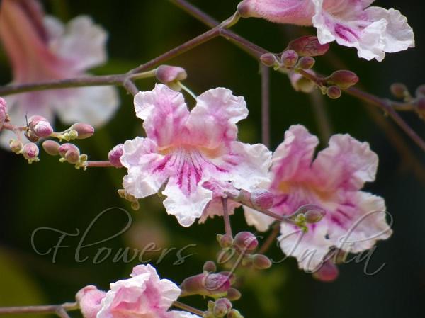 Pink Jacaranda
